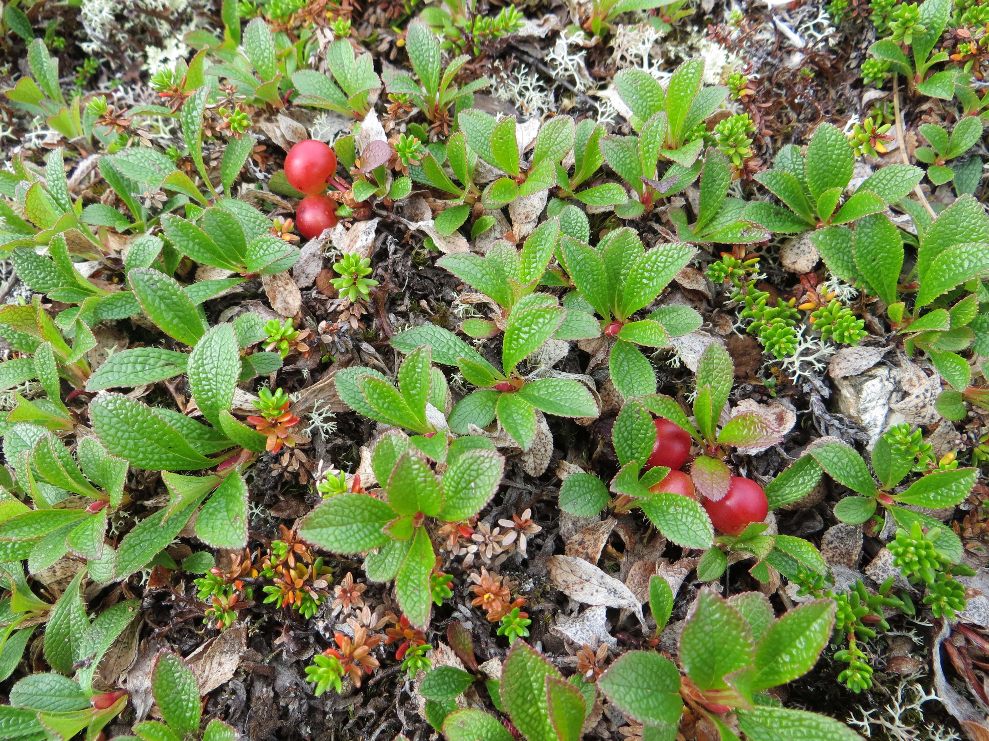 Image of Alpine bearberry