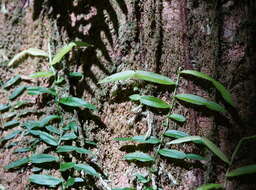 Image of Pothos longipes Schott