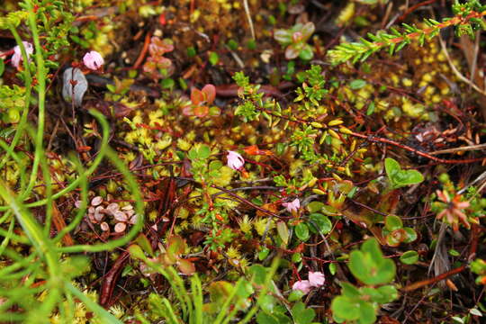 Image of Vaccinium microcarpum (Turcz. ex Rupr.) Schmalh. ex Busch