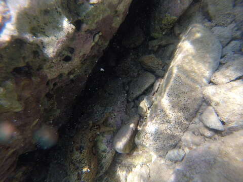 Image of Black-tailed sea hare