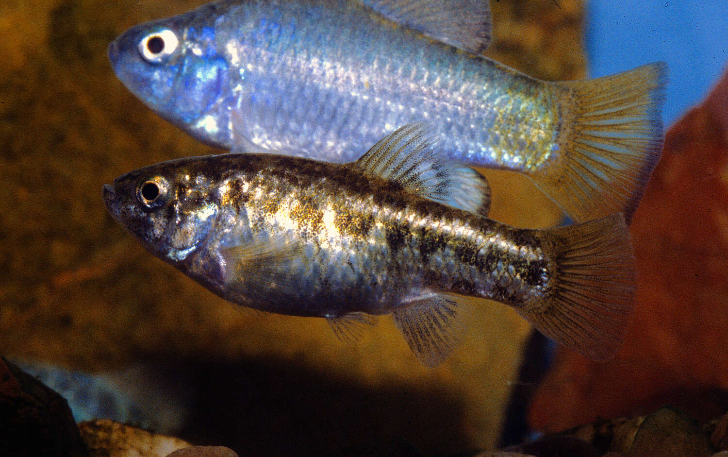 Image of Desert Pupfish