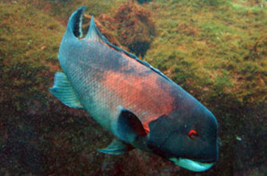 Image of sheepshead