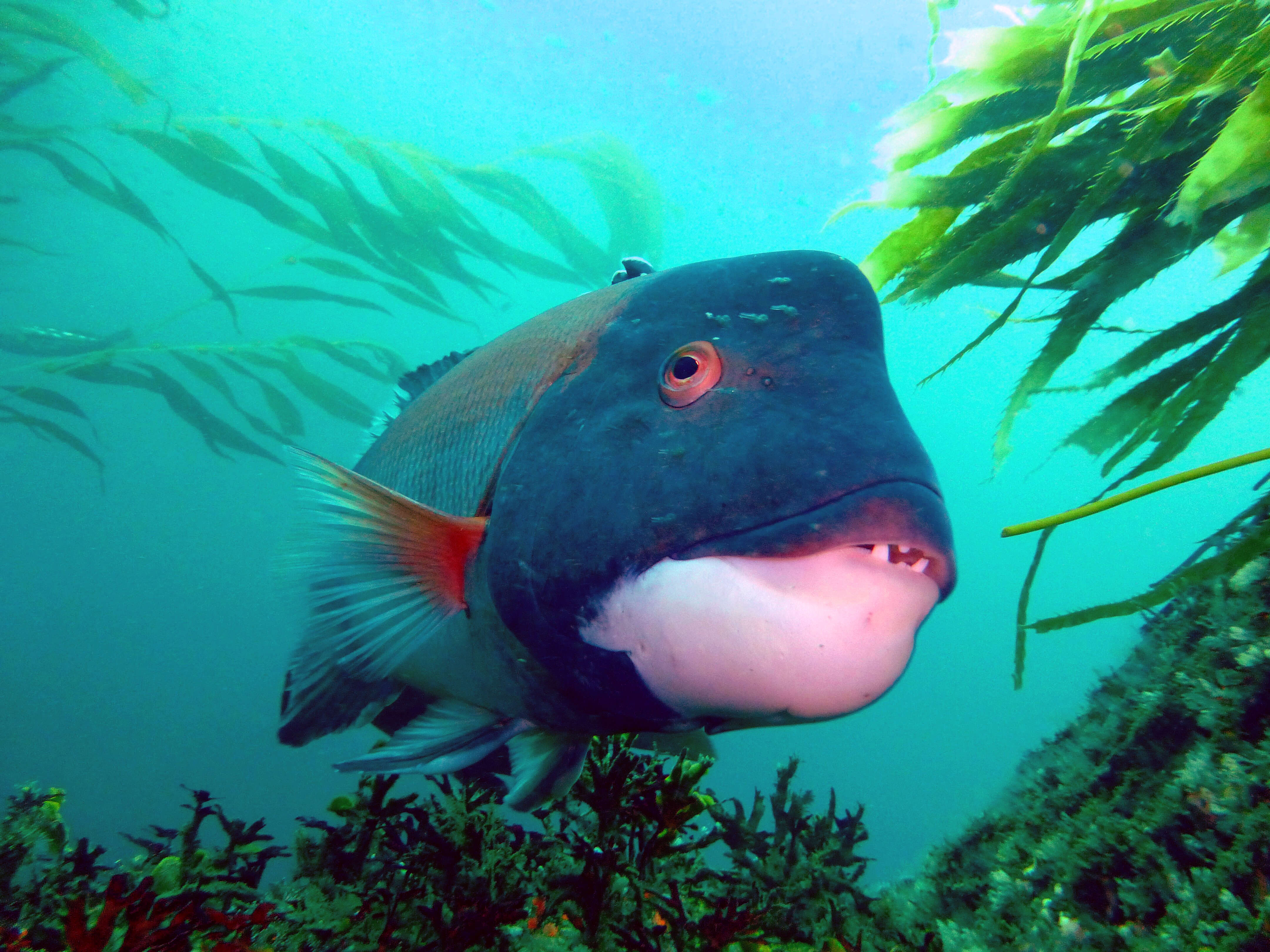 Image of sheepshead