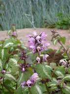 Image of spotted dead-nettle