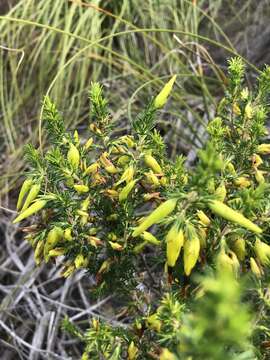 Image of Erica melastoma Andr.