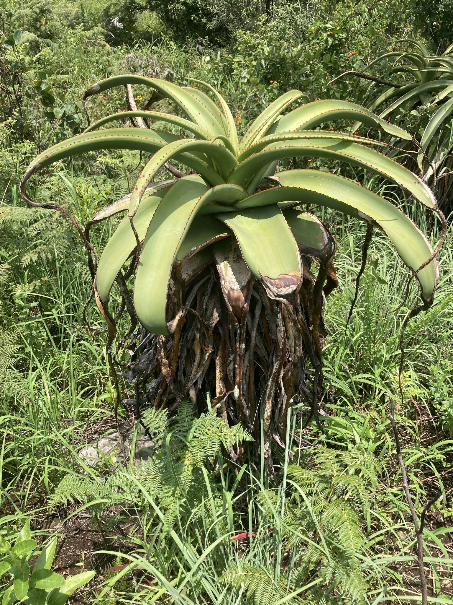 Aloe alooides (Bolus) Druten resmi