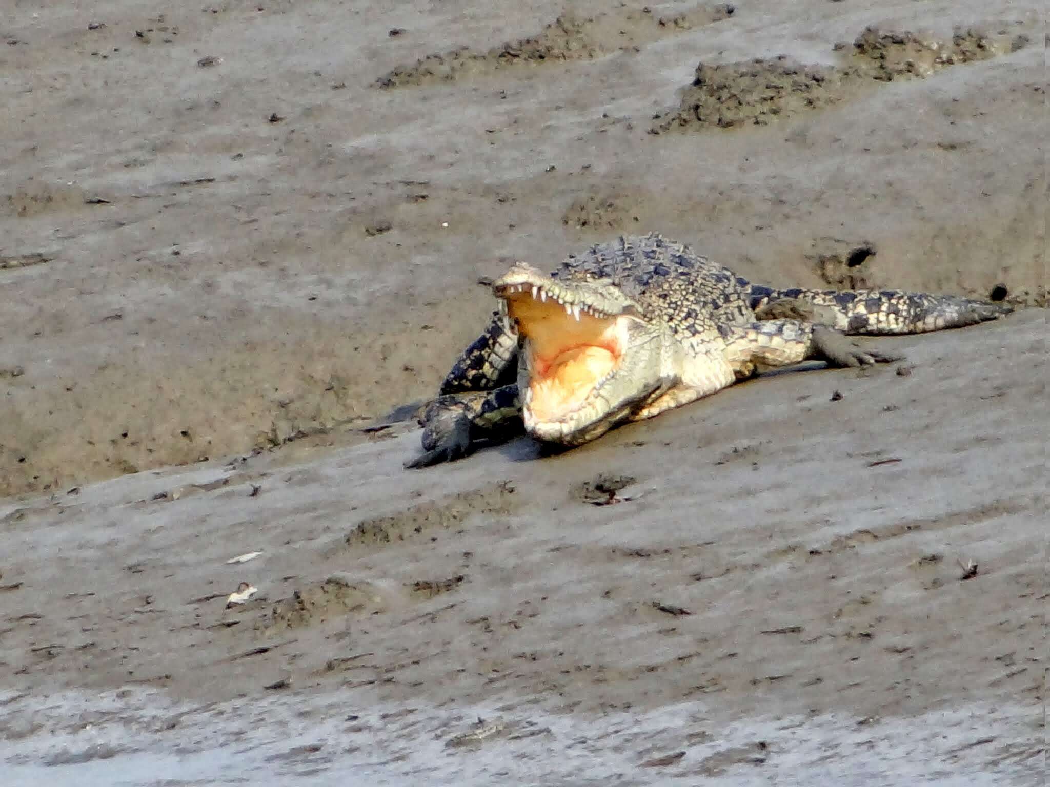 Image of Estuarine Crocodile