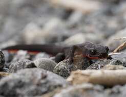 Image of Japanese Fire-bellied Newt