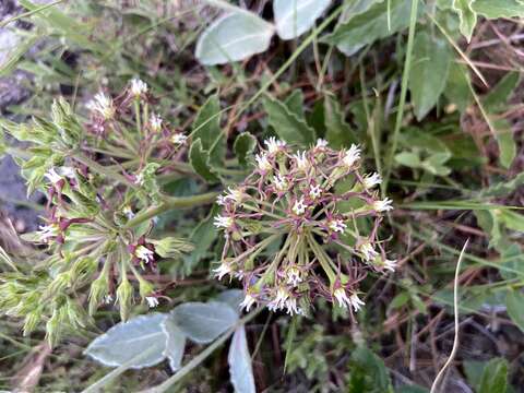 Image of Oxypetalum crispum Wight ex Hook.