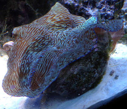 Image of Southern Giant Clam
