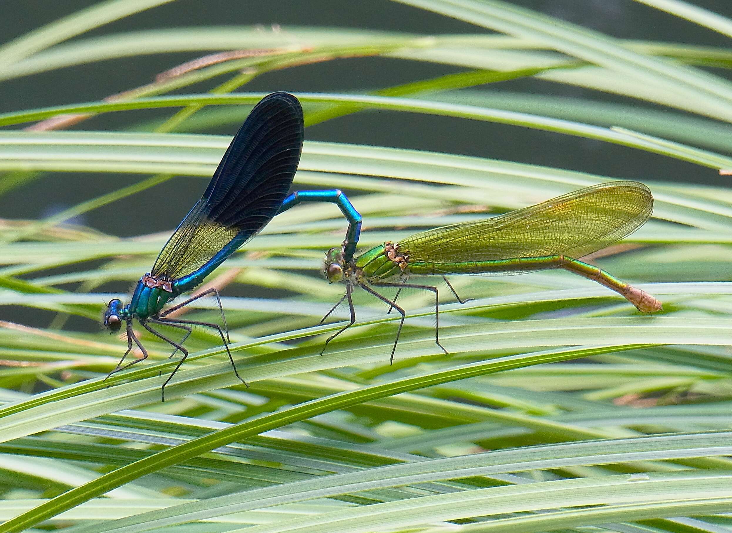 Image of Western Demoiselle