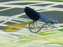 Image of Western Demoiselle