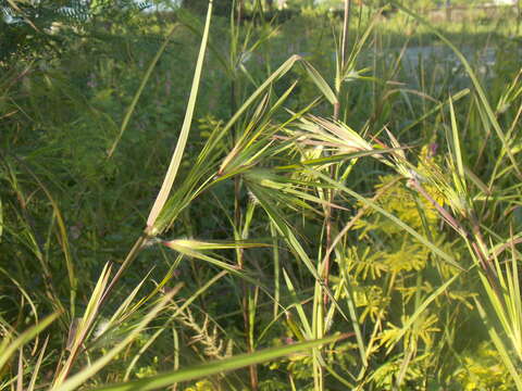 Image of Christmas grass