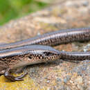 Image of Two-lined Ground Skink