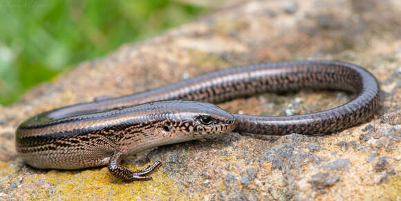 Image of Two-lined Ground Skink