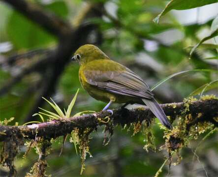 Image de Snowornis Prum 2001