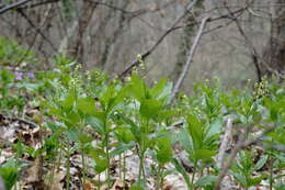 Image of Mercurialis paxii Graebn.