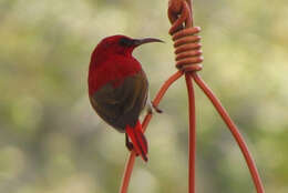 Image of Temminck's Sunbird