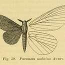 Image of Pehria umbrina Aurivillus 1908