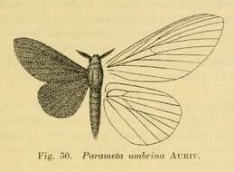 Image de Pehria umbrina Aurivillus 1908