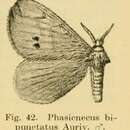 Image of Stenoglene bipunctatus Aurivillius 1909