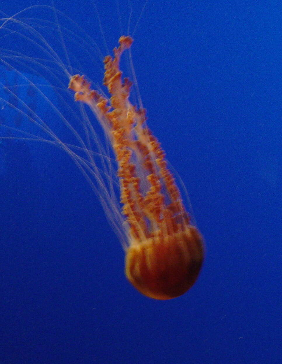 Image of Black sea nettle