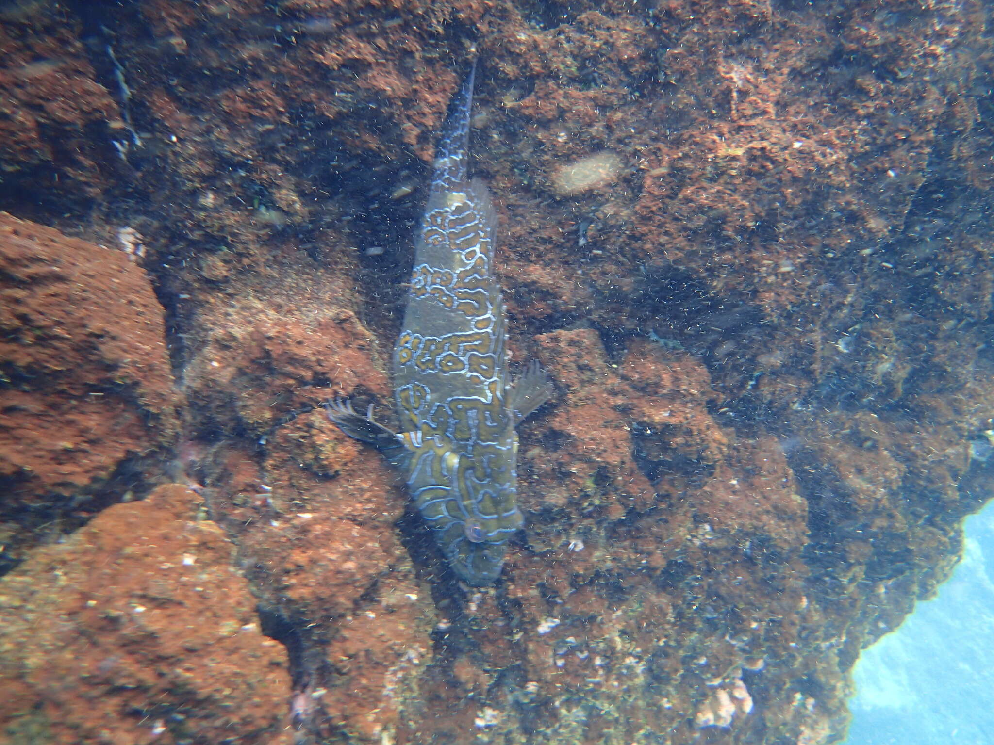 Image of Giant Hawkfish