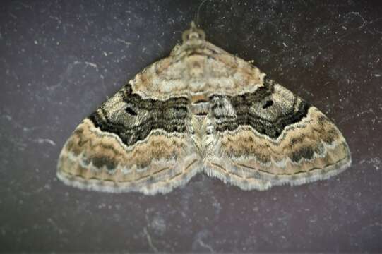 Image of large twin-spot carpet