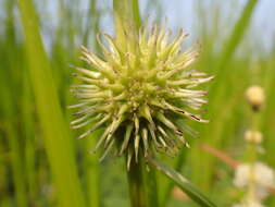 Image of Branched Burr-Reed