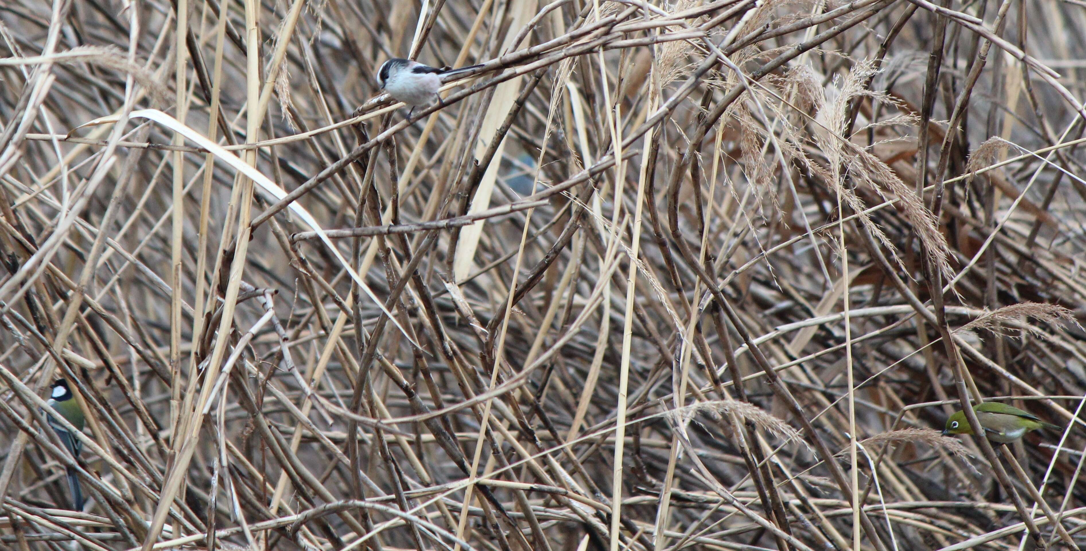 Image of Japanese Tit