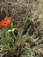 Image of Crossandra greenstockii S. Moore