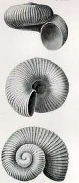 Image of Liotella anxia (Hedley 1909)