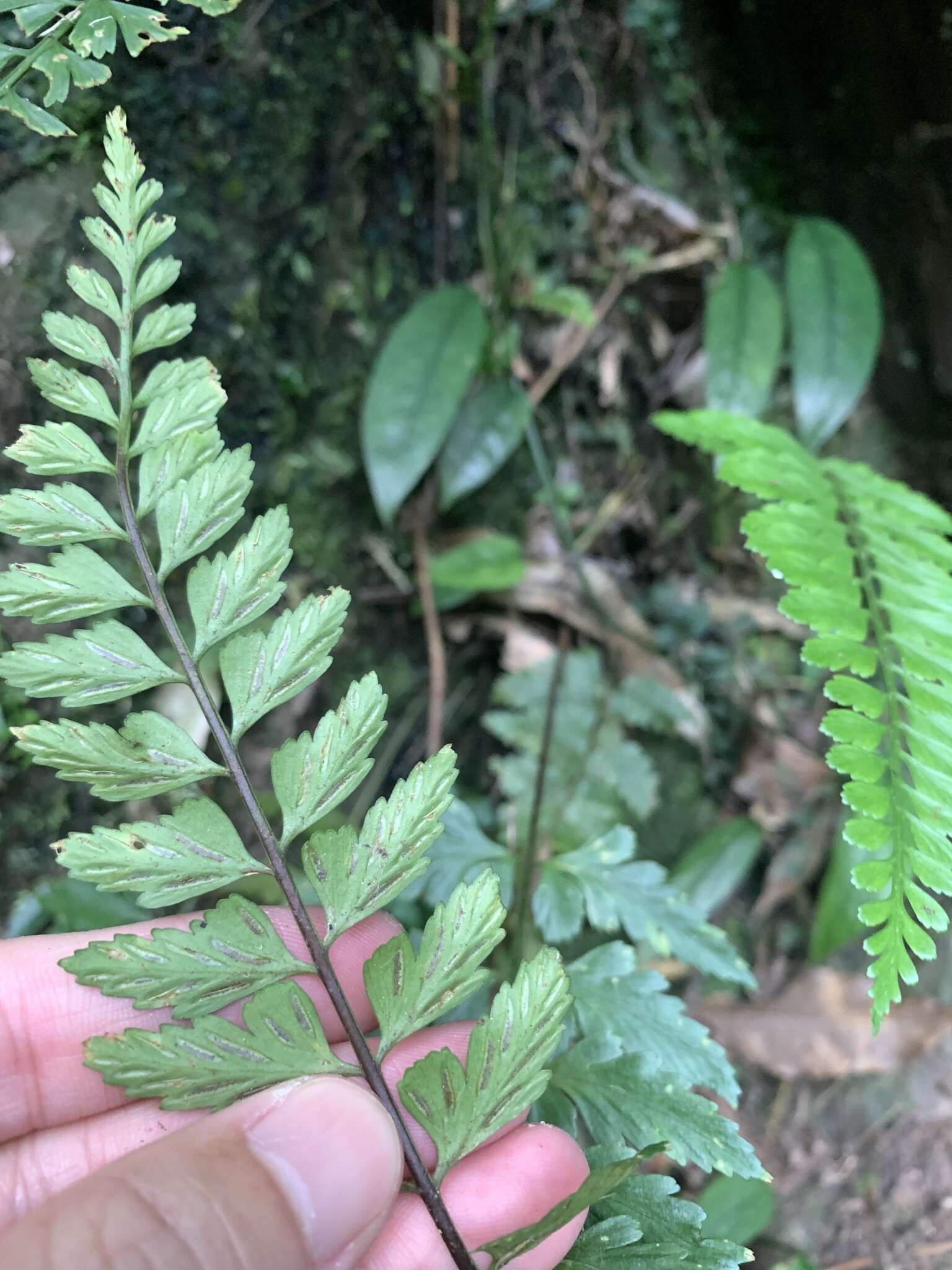 Image of Asplenium cuneatiforme Christ