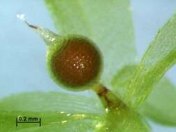 Image of physcomitrella moss