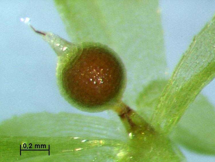 Image of physcomitrella moss