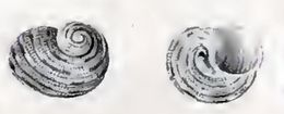 Image of <i>Liotella cancellata</i> (Krauss 1848)