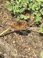 Image of Gabb's Checkerspot