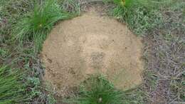 Image of southeastern pocket gopher