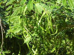 Image of Chloroleucon mangense var. leucospermum (Brandegee) Barneby & J. W. Grimes