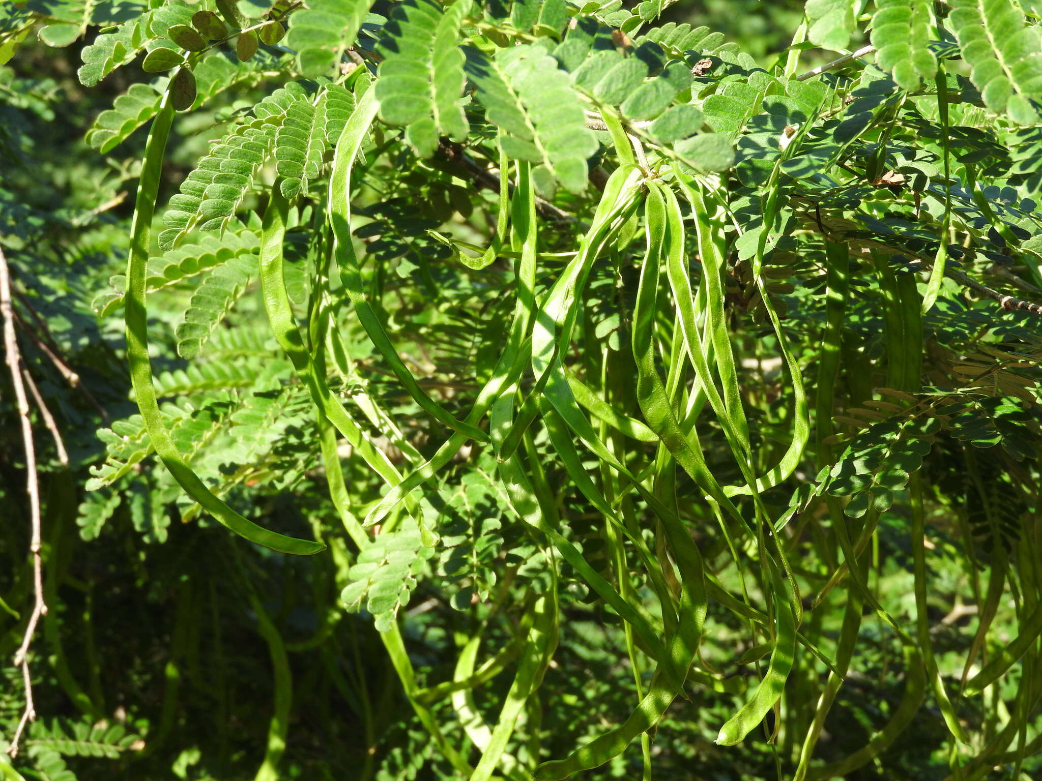 Sivun Chloroleucon mangense var. leucospermum (Brandegee) Barneby & J. W. Grimes kuva