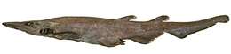 Image of Black Roughscale Catshark