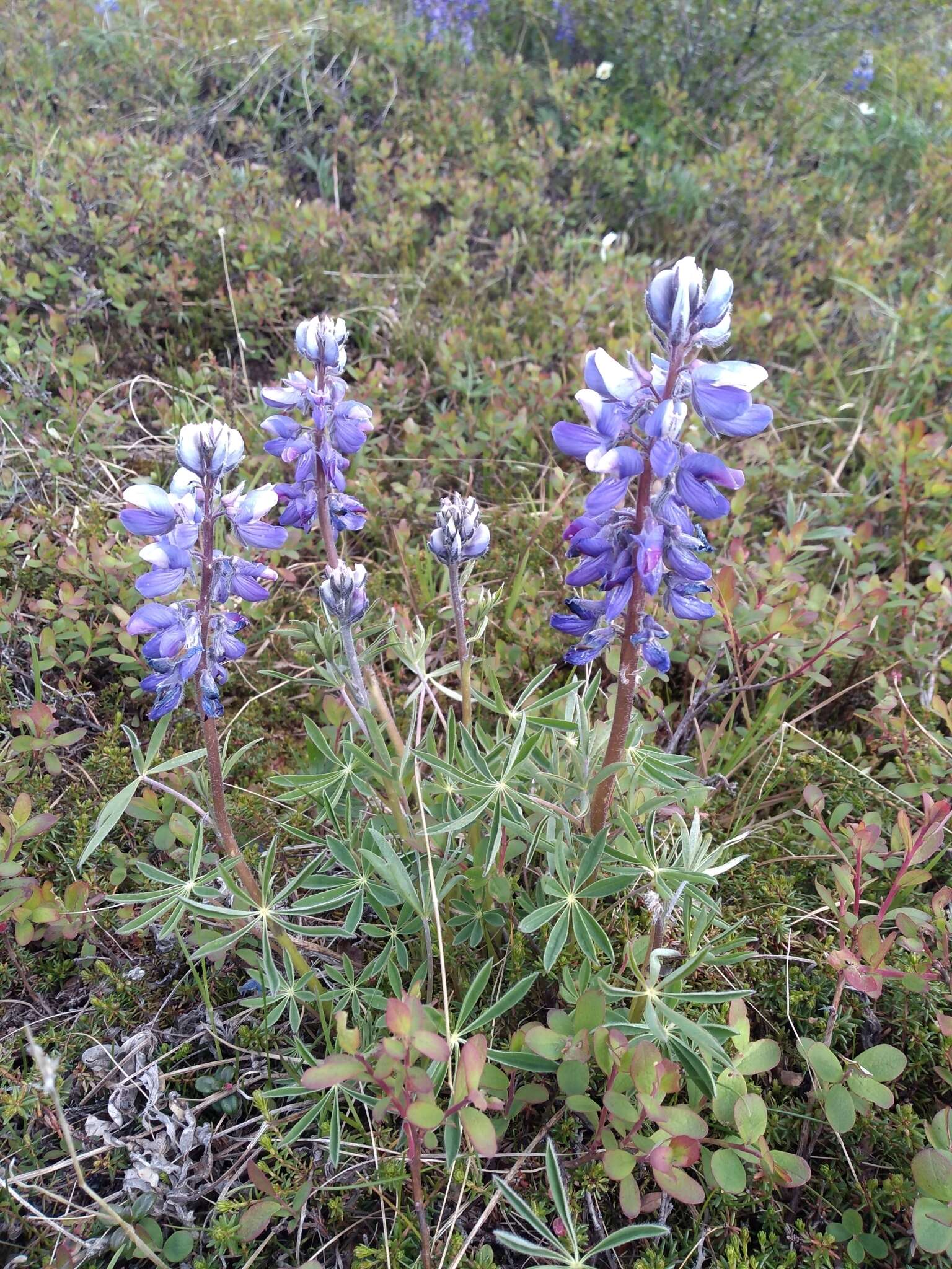 Image of arctic lupine