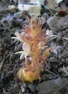 Imagem de Aphyllon californicum subsp. californicum