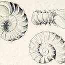 Imagem de Liotella corona (Hedley 1902)