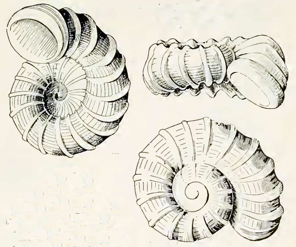 Image of Liotella corona (Hedley 1902)