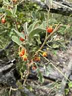 Image of Solanum catombelense Peyr.