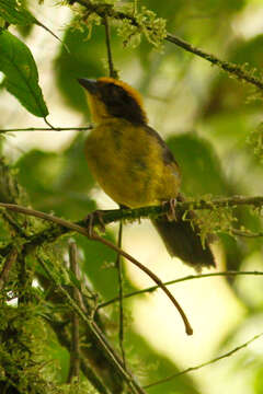 Image of <i>Atlapetes tricolor crassus</i>