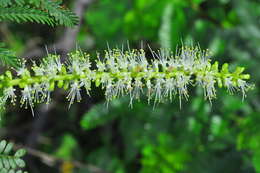 Mimosa tenuiflora (Willd.) Poir. resmi