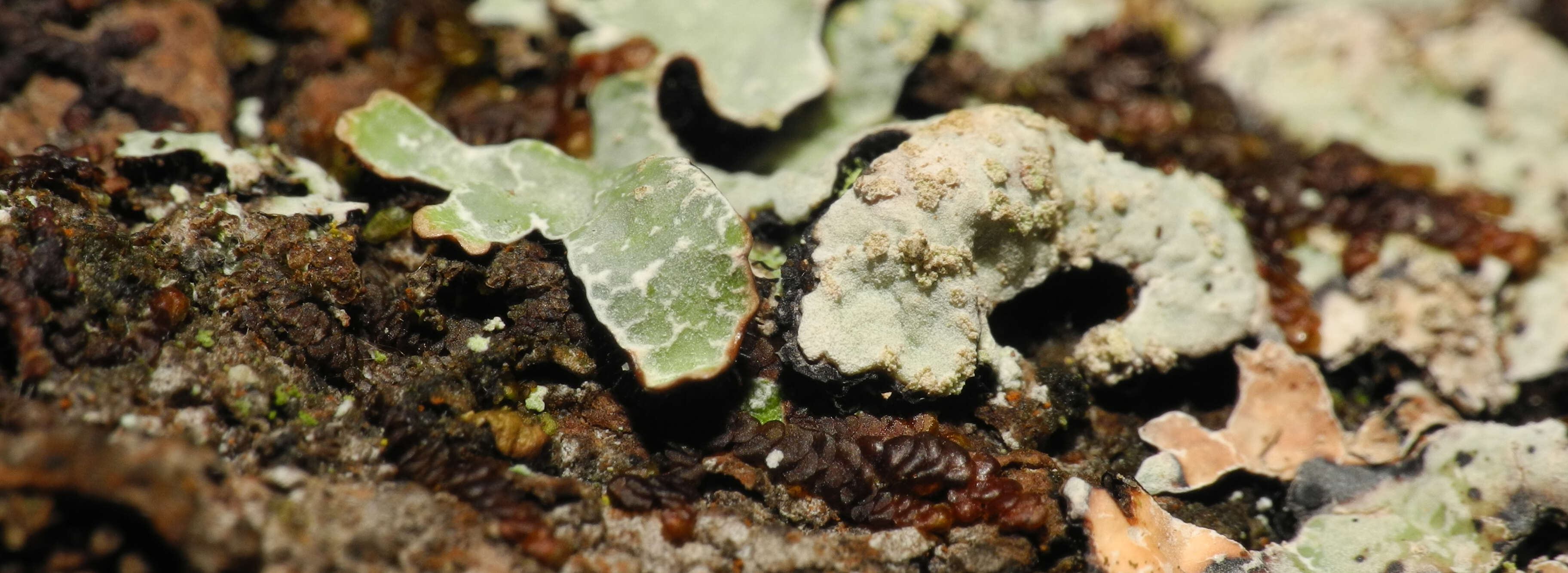 Image of shield lichen