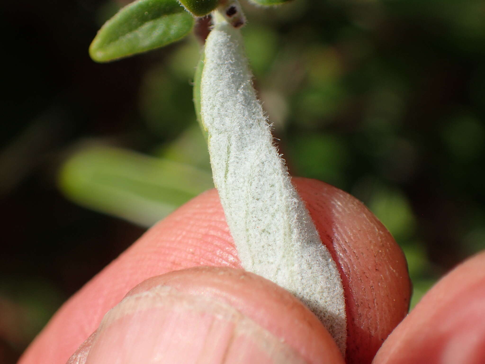 Image of thickleaf monardella